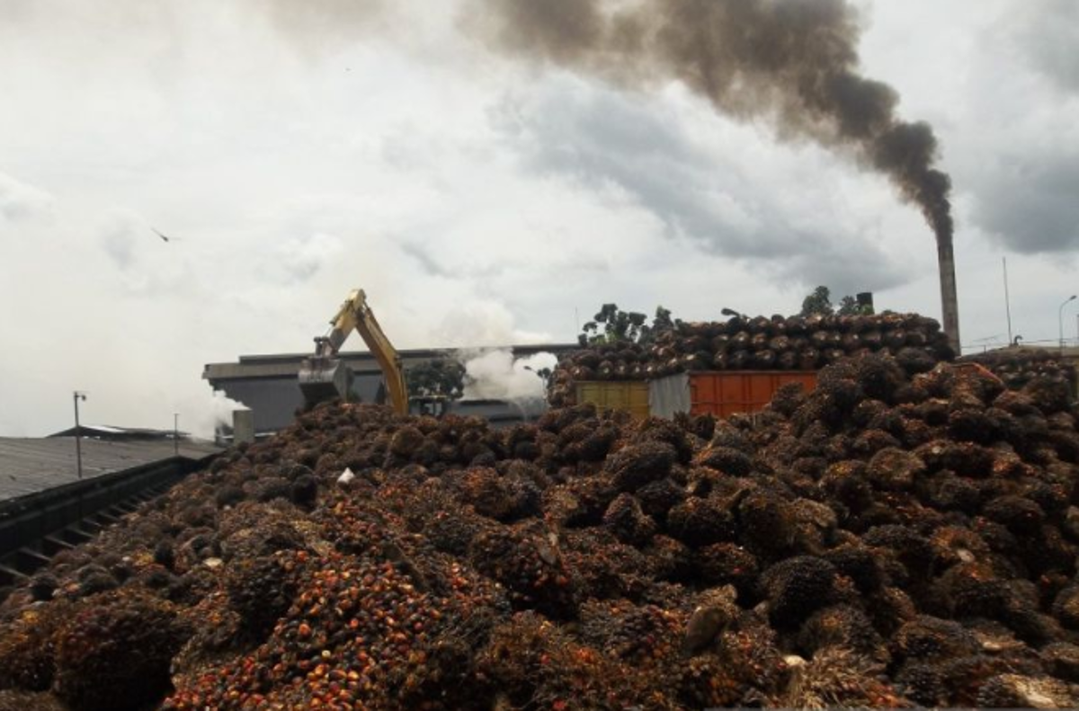 Ketersediaan Limbah Sawit dari 14 Pabrik Cukup untuk PLTBm di Mukomuko