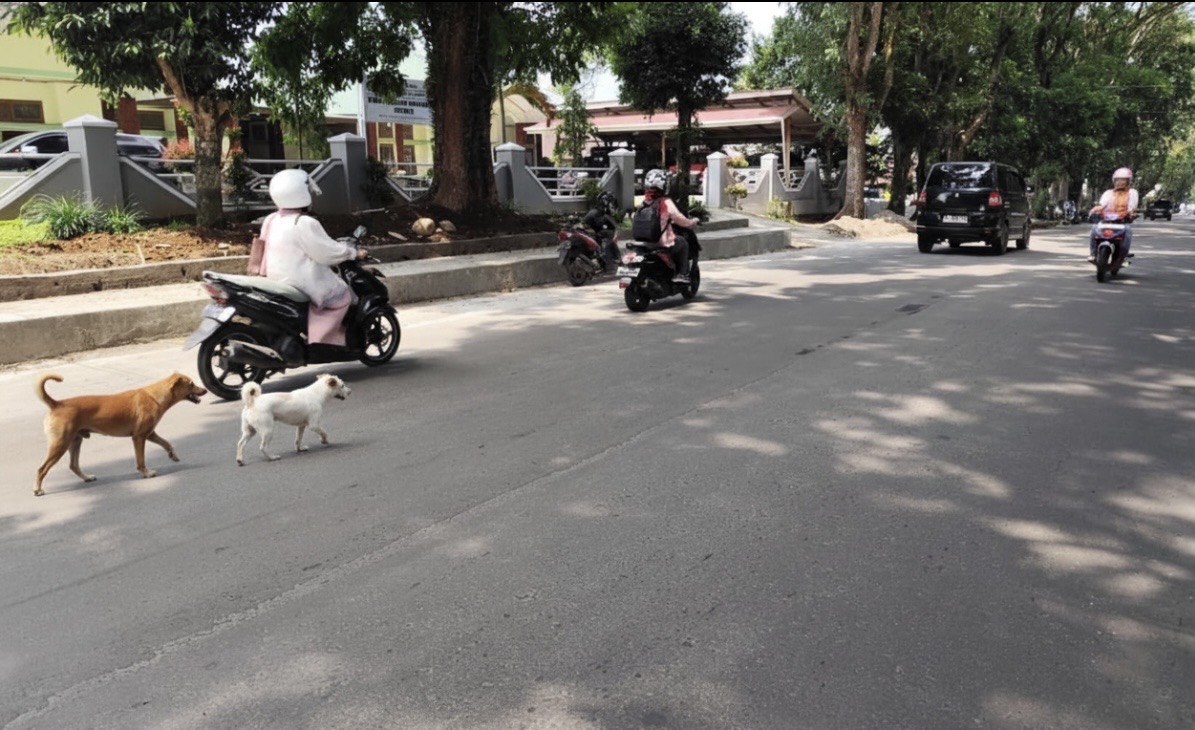 Satpol PP Siap Tipiring Pemilik Kambing dan Anjing Liar di Rejang Lebong