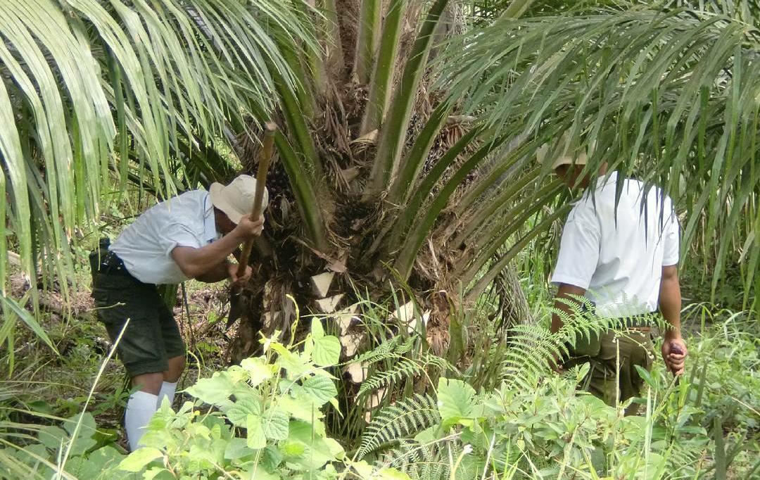 Jangan Dianggap Sepele, Ini 6 Tujuan Pruning pada Tanaman Kelapa Sawit dan Manfaat Utamanya