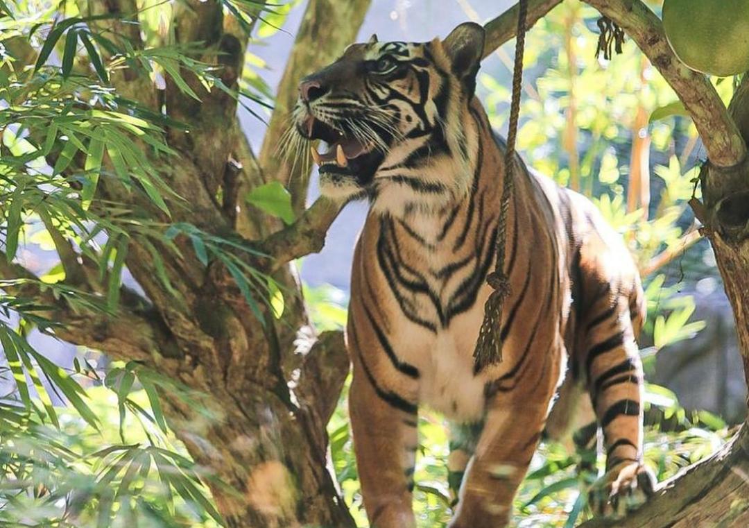 4 Langkah Mengatasi Kemunculan Harimau Sumatera, Pahami Area yang Sering Mereka Lalui