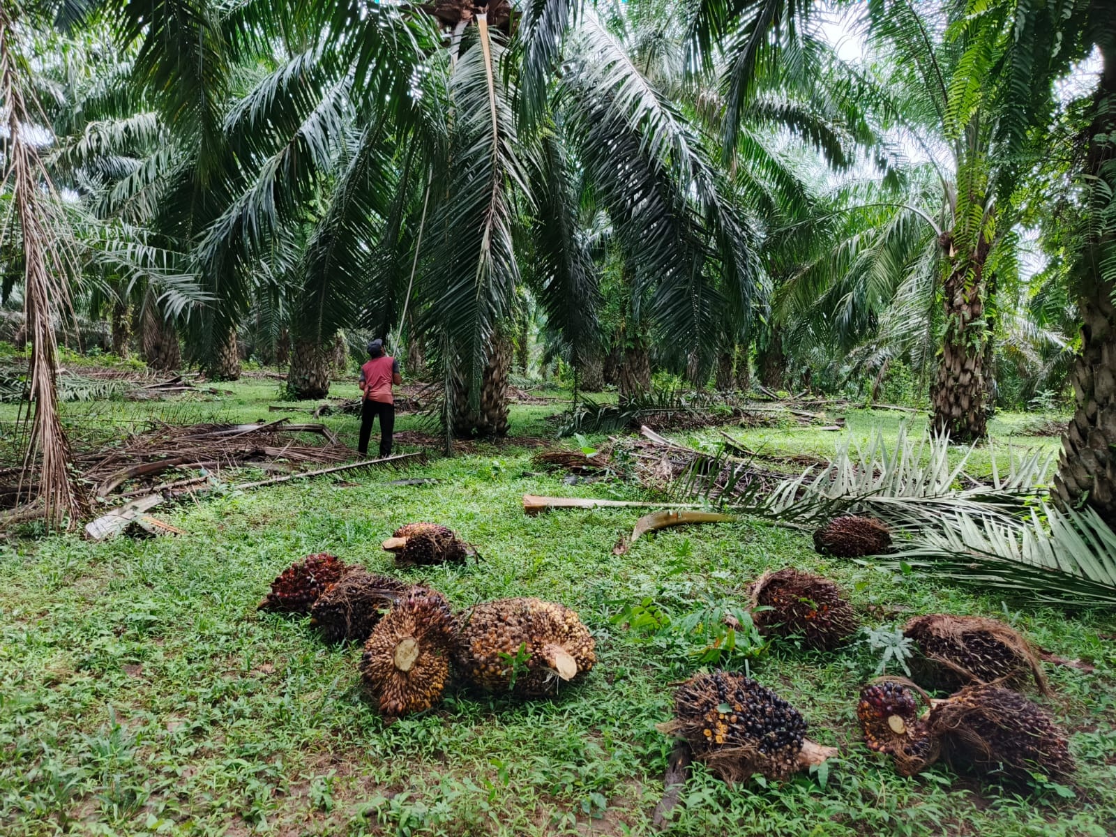 Harga Sawit Anjlok Bikin Pemilik Ram Rugi, Petani Masih Bertahan