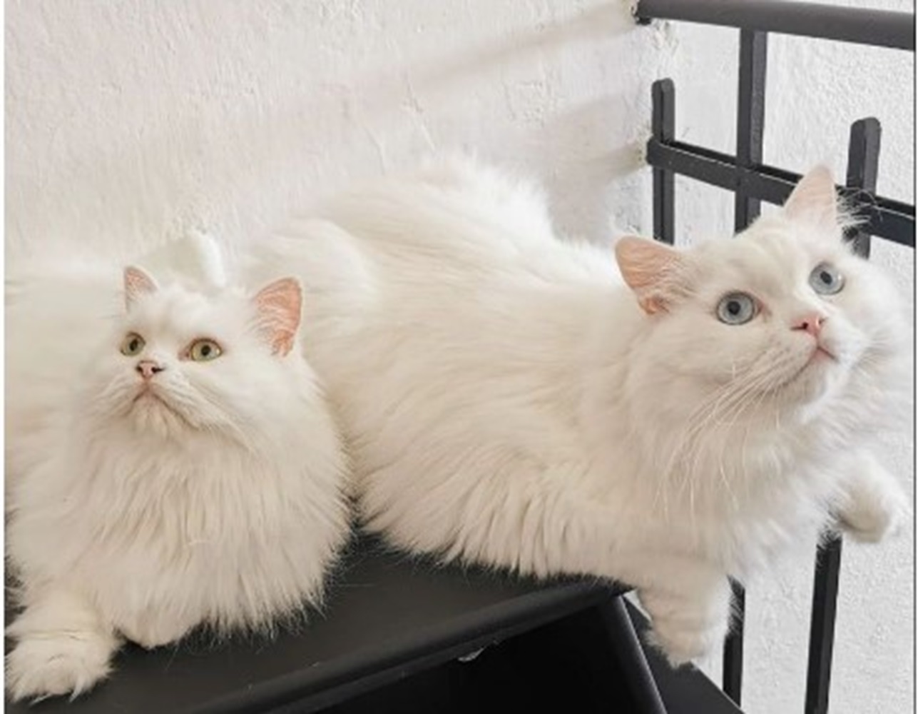Benarkah Kucing Putih Tuli, Ini 5 Fakta Menarik dari Kucing Putih, Bulunya Bersih Seperti Kapas 