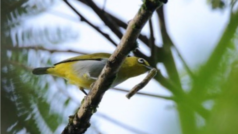 Manfaat Burung Pleci Bagi Ekosistem Tanaman Kopi