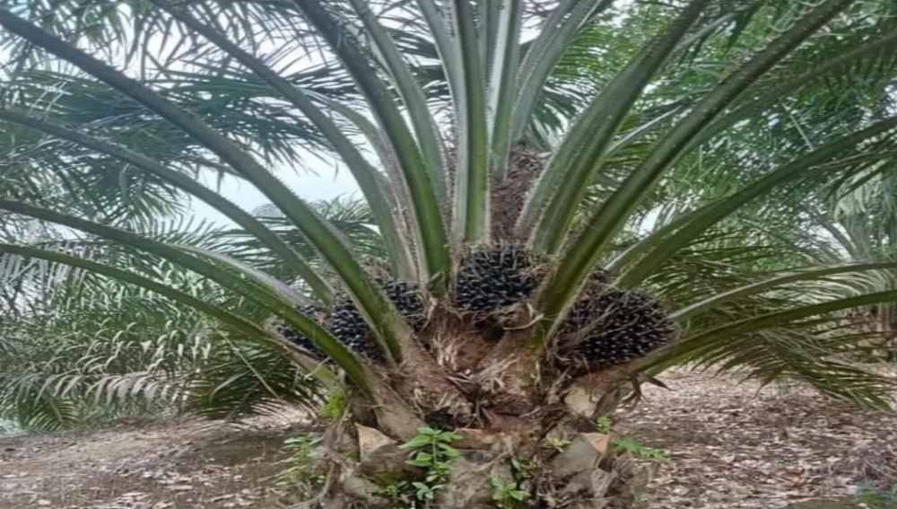 Kelapa Sawit Tidak Berbuah, Ini Faktor Penyebabnya!