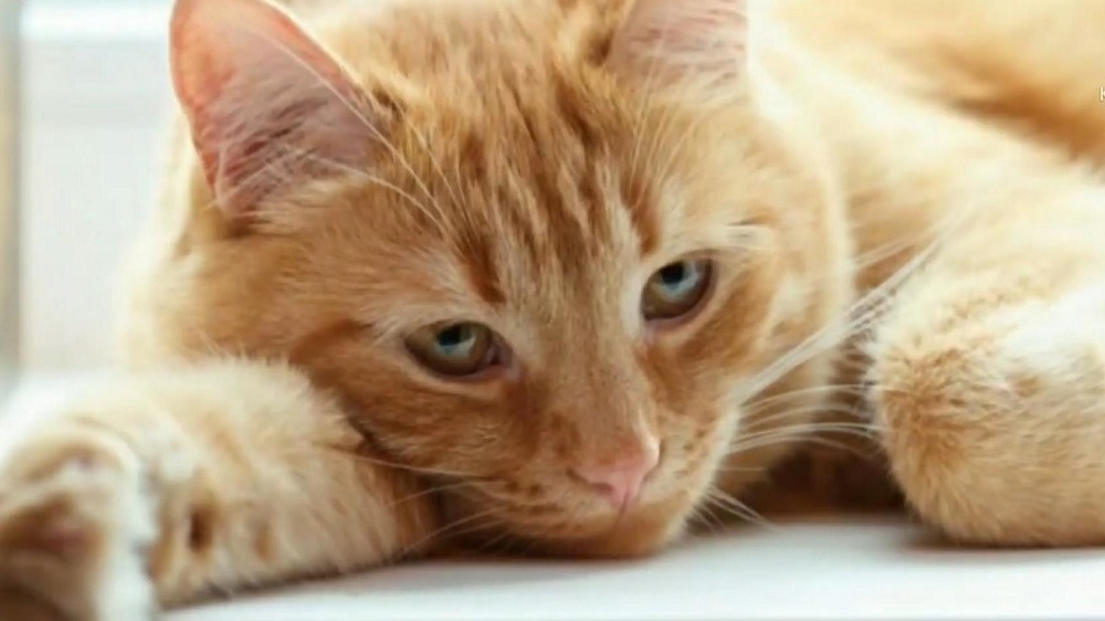 10 Ciri-ciri Kucing Sakit, Kenali Perubahan Fisik dan Perilakunya 