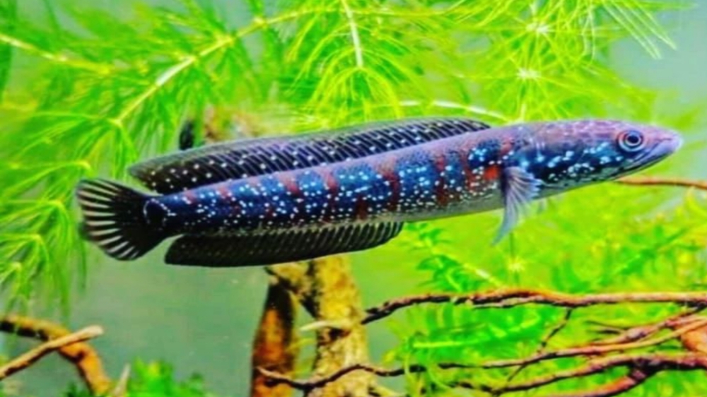 Ikan Cana, Ikan Predator Hias dengan Warna yang Cantik, Berikut Jenis-jenisnya yang Memiliki Harga Tinggi