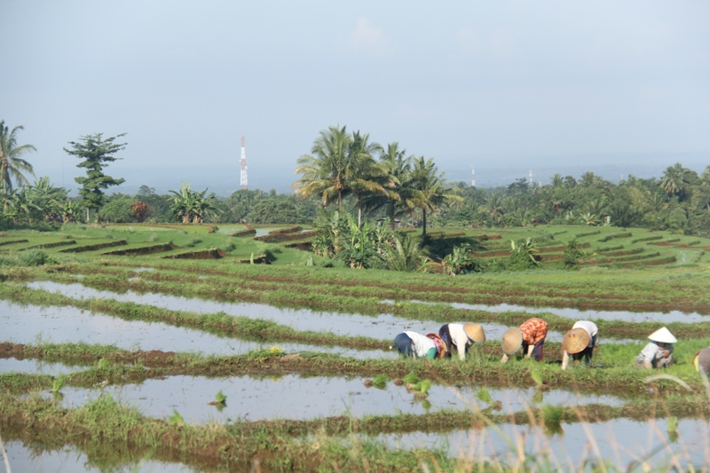Serapan Pupuk Subsidi di Bengkulu Utara Lesu, Alokasi 2026 Terancam Berkurang