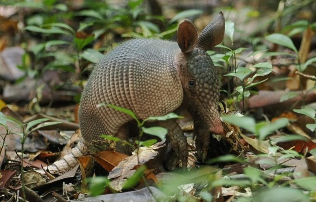 10 Fakta Menarik tentang Hewan Armadillo yang Wajib Diketahui