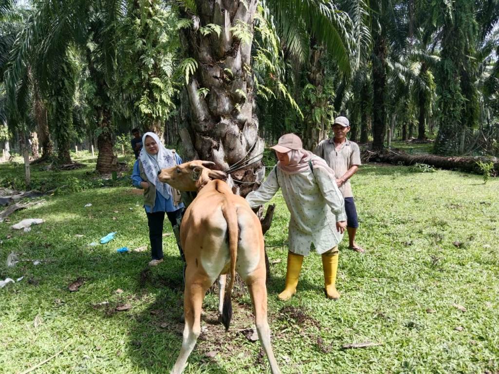 Ancam 5.661 Ekor Ternak Sapi dan Kerbau, Vaksinasi Jadi Harapan Utama Kendalikan Penyakit Ngorok