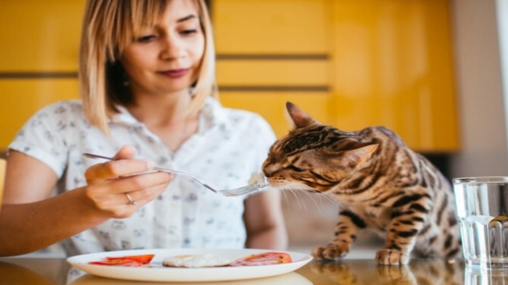 Awas! Ini Jenis Makanan Manusia yang Tidak Boleh Diberikan ke Kucing Peliharaan