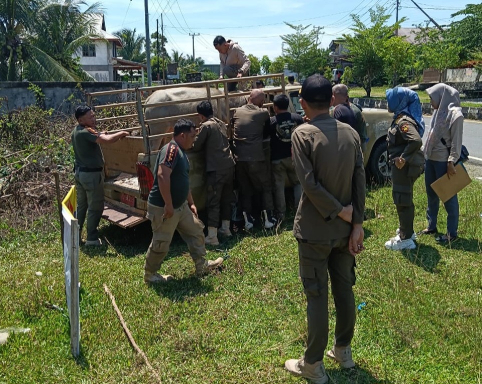 Satpol PP Bengkulu Selatan Gencarkan Razia Ternak Liar, DPRD Desak Razia Rutin Tiap Dua Minggu
