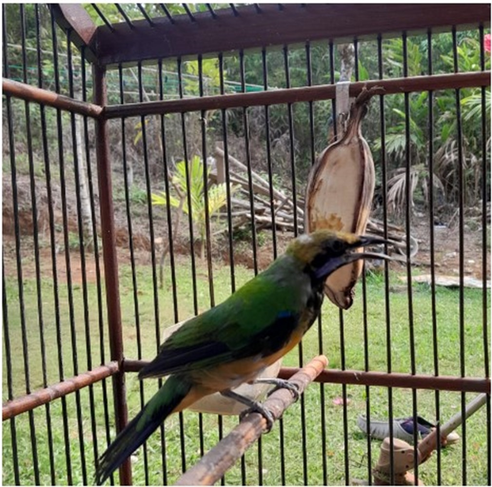 Makin Banyak Digemari, Burung Cucak Congkok Mirip Cucak Hijau