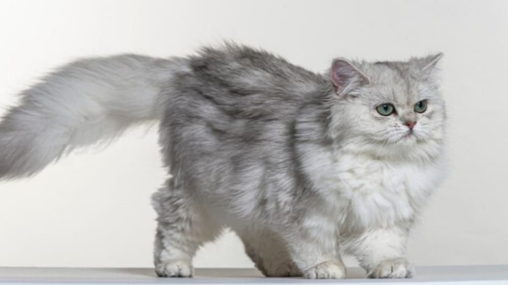 5 Tips Ampuh Mengurangi Bulu Rontok pada Kucing Peliharaan