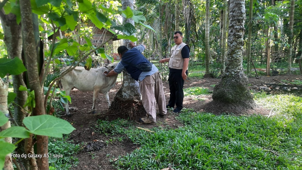 Vaksinasi Tekan Penyebaran Penyakit Ngorok pada Ternak di Kaur, 1.000 Dosis Disuntikkan