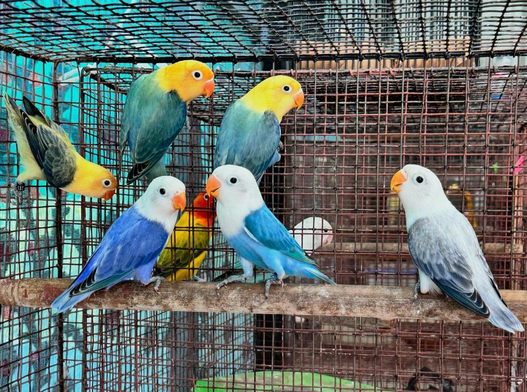 10 Tips Sukses Beternak Lovebird untuk Pemula