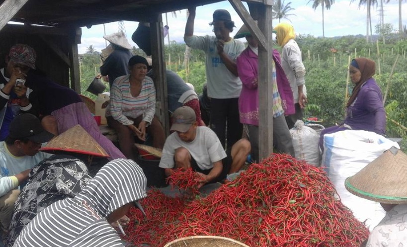 Pasokan Mulai Terbatas, Harga Cabai Merangkak Naik Jelang Ramadan
