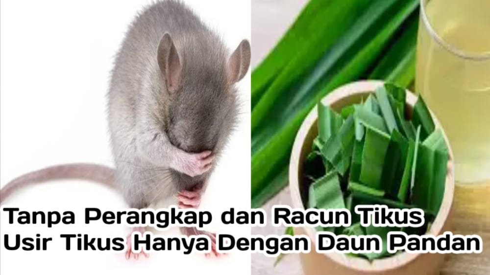 Tidak Harus Pakai Racun dan Perangkap, Usir Tikus Hanya dengan Daun Pandan