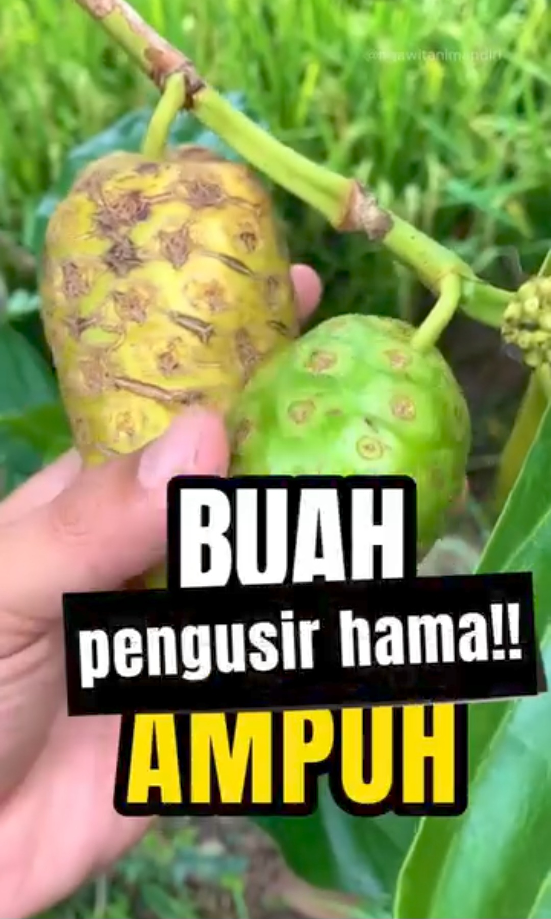 Cara Membuat Buah Mengkudu Jadi Pestisida Nabati, Ampuh Basmi Hama pada Tanaman Kubis