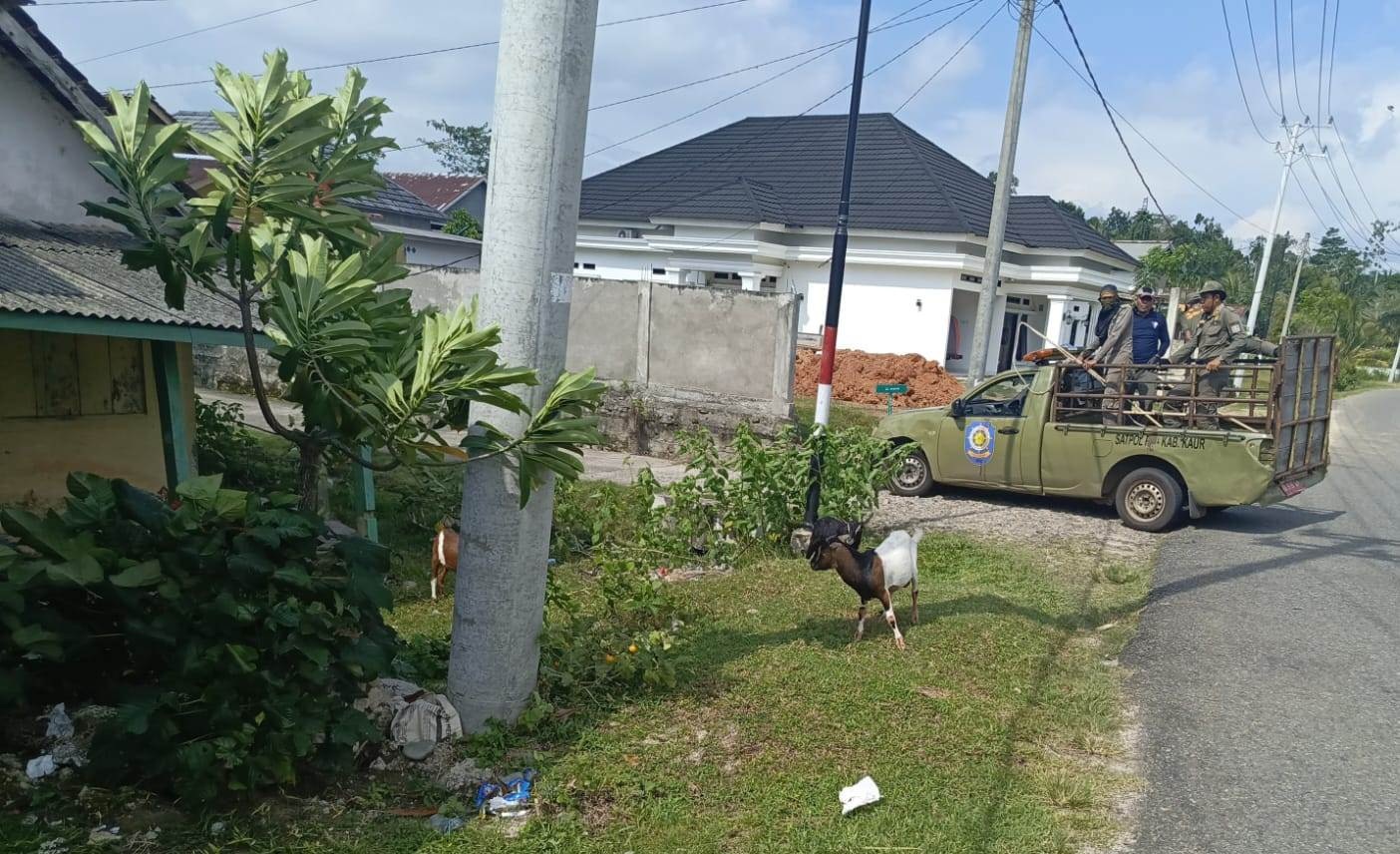 Perda Baru Ternak Liar Segera Disahkan, Satpol PP Kaur Siapkan Razia Harian di 2026