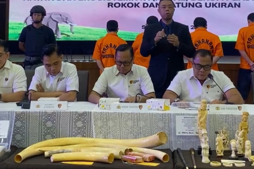 Perdagangan Gading Gajah Lewat Live Streaming, Empat Orang Diciduk