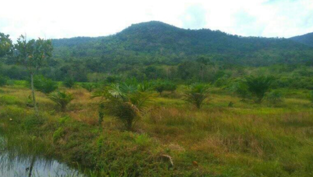 Jenis Bibit Kelapa Sawit yang Cocok di Lahan Sawah, Kenali Keunggulan dan Tantangannya