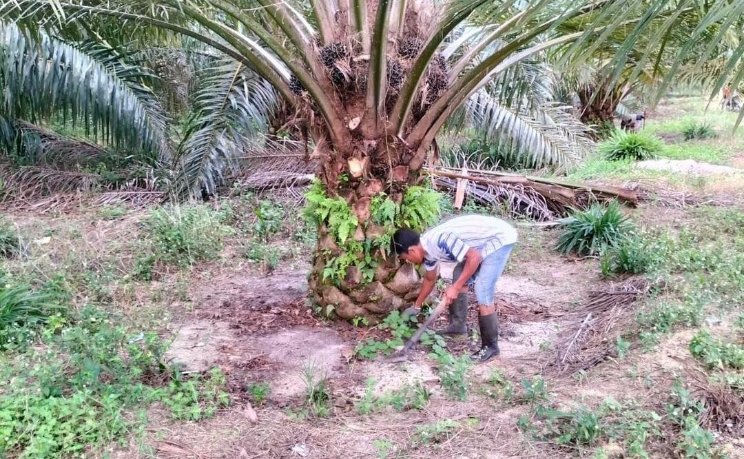 Cegah Penyebaran Penyakit, Berikut 7 Manfaat Membersihkan Area Sekitar Batang Kelapa Sawit