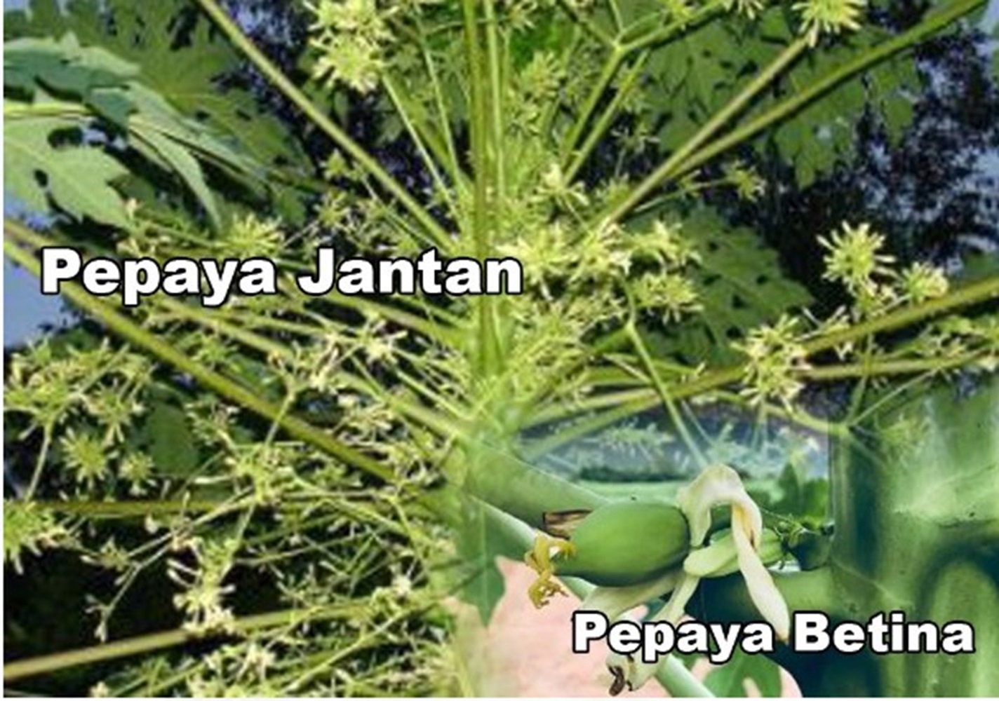 Tentukan Jenis Kelamin, Kunci Kerberhasilan Pada Tanaman, Menghasilkan Buah yang Melimpah