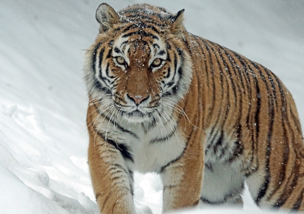 3 dari 9 Spesies Harimau di Dunia Ada di Indonesia, Ketiganya Adalah Jenis yang Terganas  