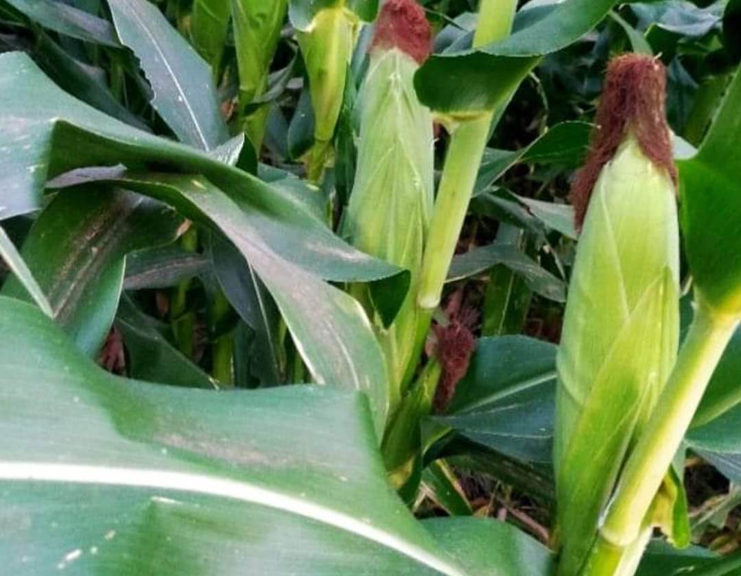 Tingkatkan Produksi Jagung Manis Menjelang Tahun Baru, Begini Cara Efektif Berkebun Jagung Manis