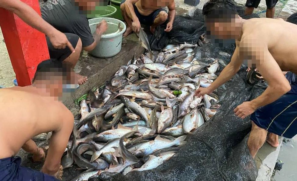 Cara Memanen Ikan Patin dengan Benar: Langkah-langkah untuk Menghindari Stres pada Ikan