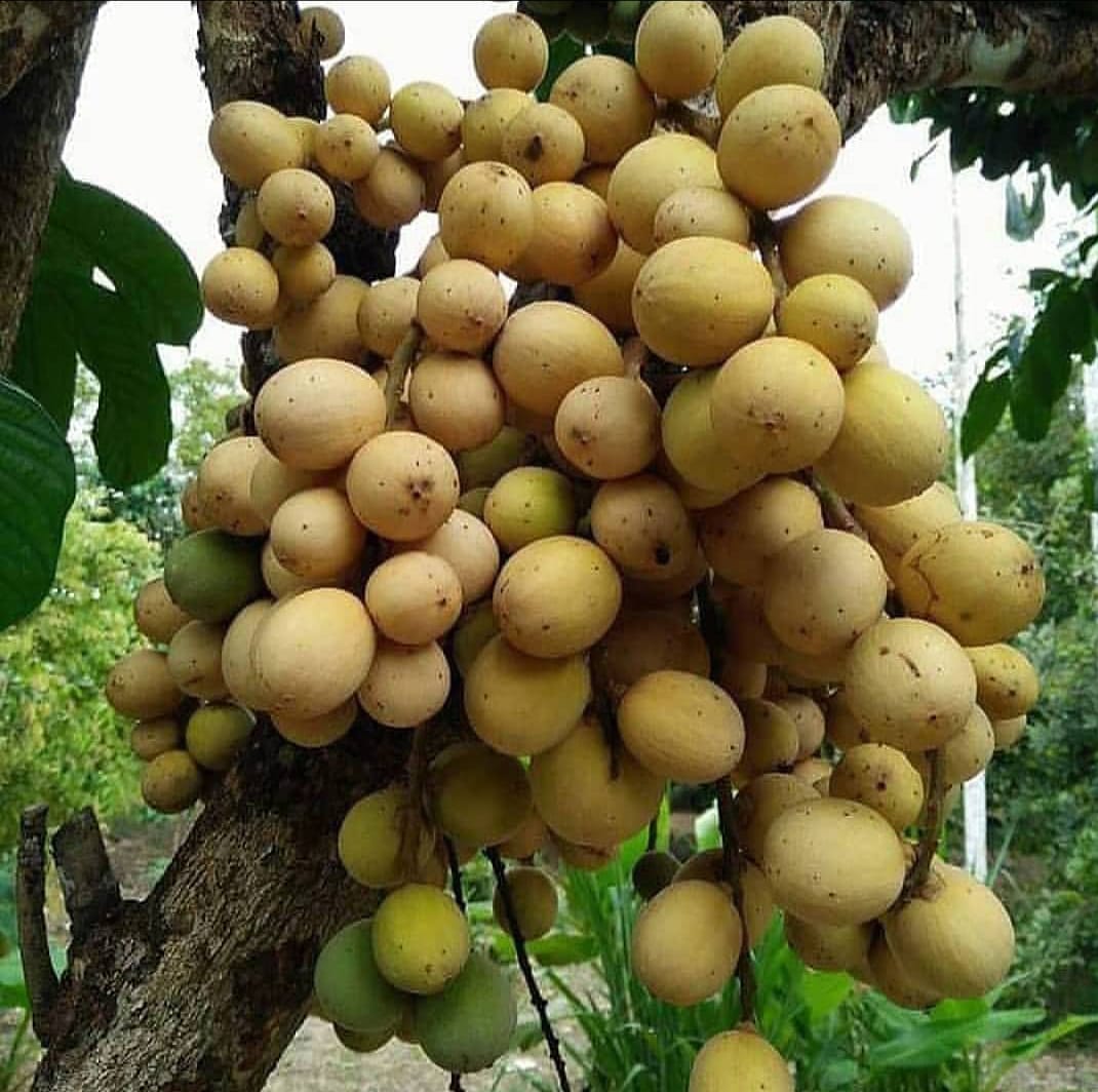 WOW! Ternyata Buah Duku Bermanfaat Bagi Penyakit Jantung, Terdapat Kandungan Ini