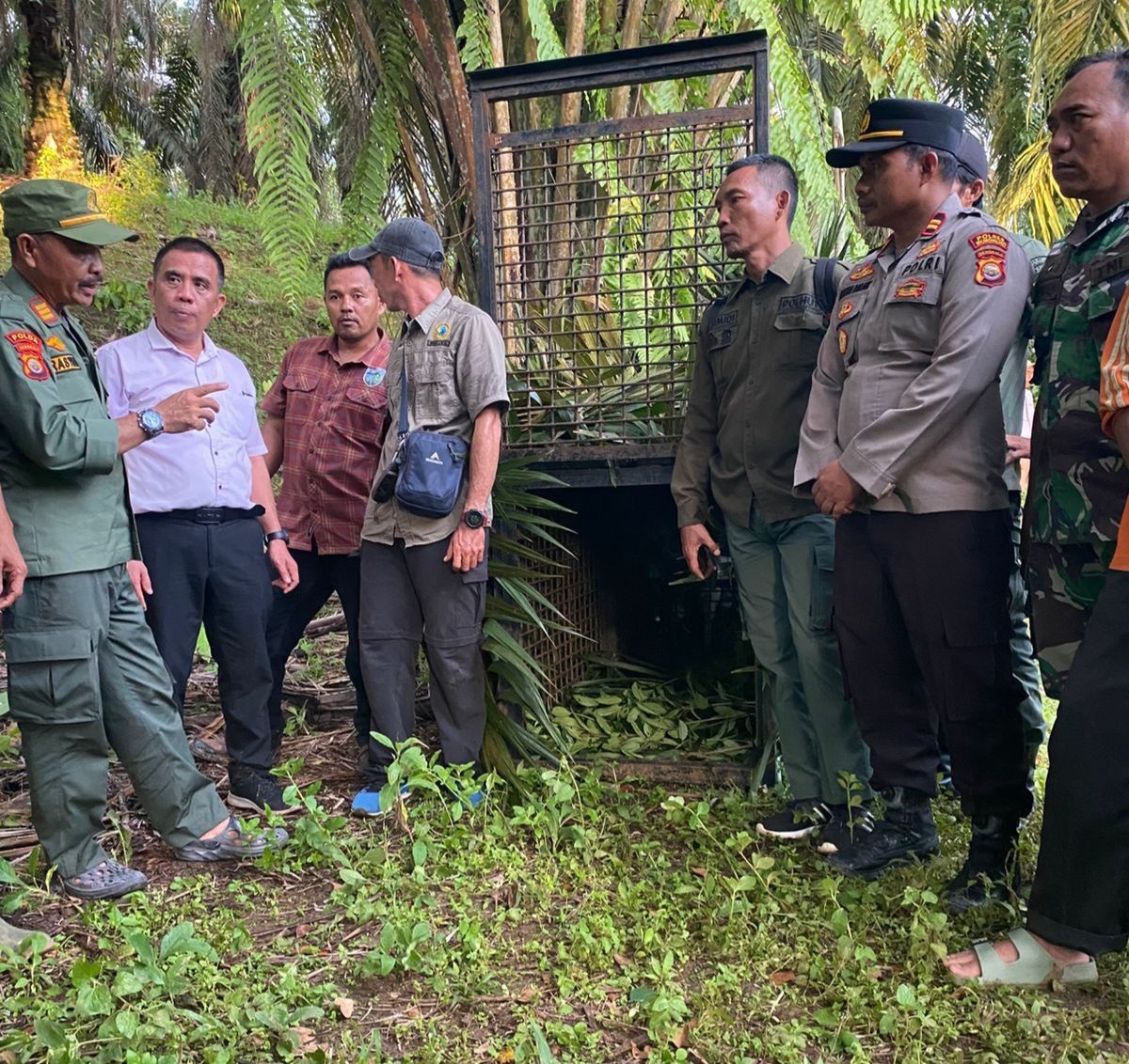  Tragedi di Kebun Sawit Mukomuko, Warga Tewas Diterkam Harimau, Tiga Sekolah Terpaksa Diliburkan