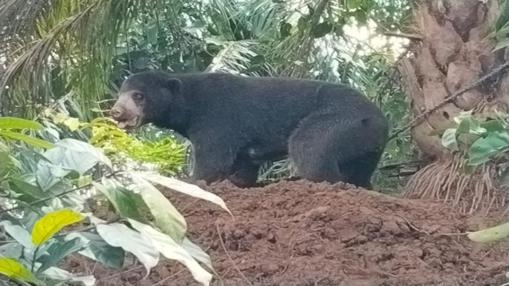 Terkena Jerat di Kebun Sawit,1 Ekor Beruang Dievakuasi BKSDA Mukomuko