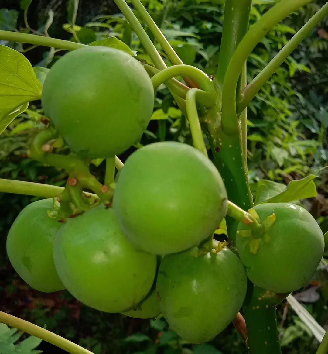 Terbongkar! Rahasia Buah Jarak Sebagai Kontrasepsi Alami yang Jarang Diketahui