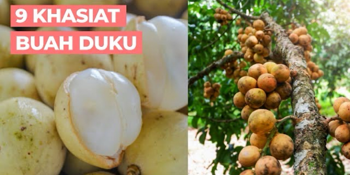 Masuk Musim Duku! Apa Aja Manfaatnya untuk Kesehatan? Simak Informasinya di Sini