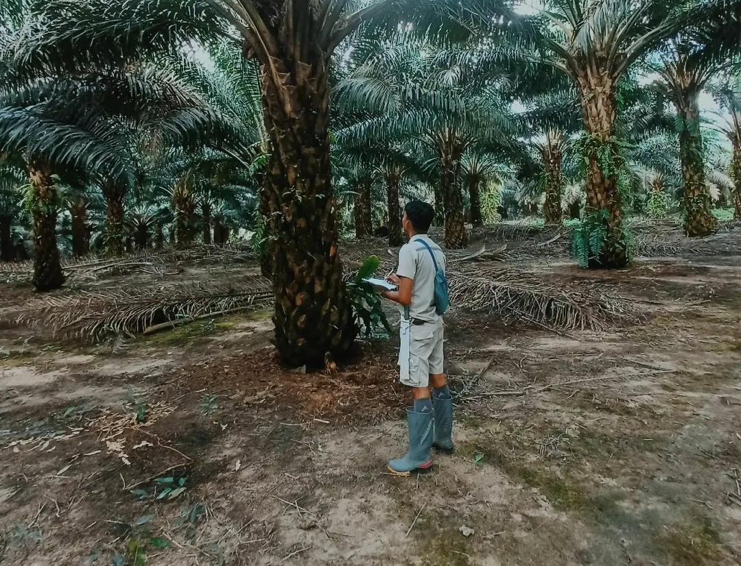 10 Cara Merawat Kebun Kelapa Sawit di Musim Kemarau Agar Tetap Berbuah dan Produktif