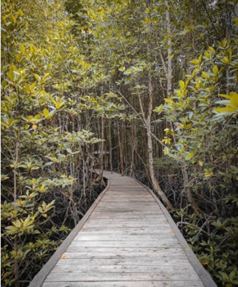 Hutan Mangrove Pulau Enggano Terus Berkurang, Penahan Abrasi, Tempat Berpijahnya Aneka Biota Laut