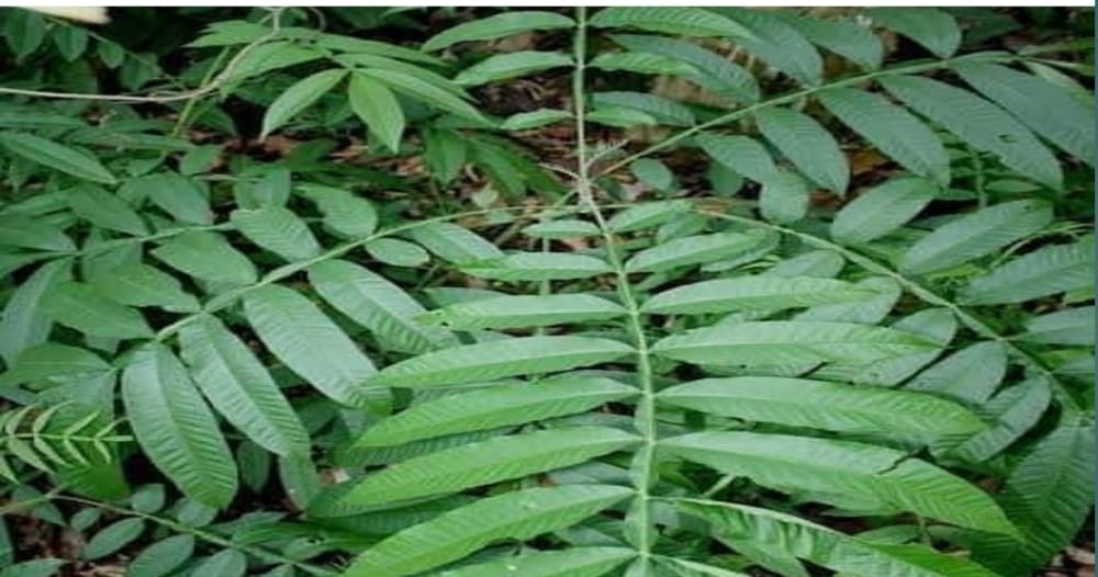 Rilekskan Otot Pasca Melahirkan dengan Rendaman Daun Sungkai, Ini 8 Manfaat Lainnya untuk Kesehatan Tubuh