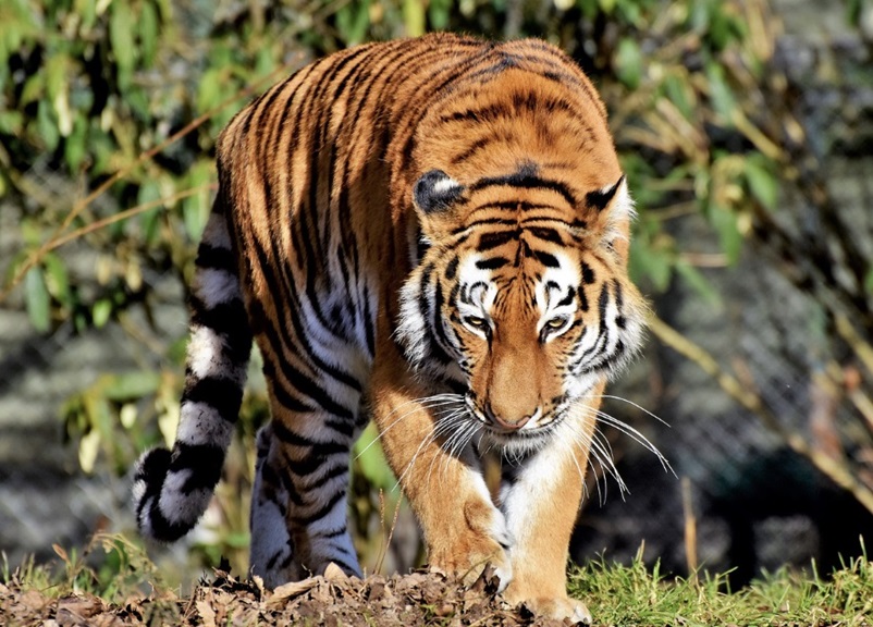 Harimau, Termasuk Kelompok Hewan yang Paling Lama Tidur di Dunia