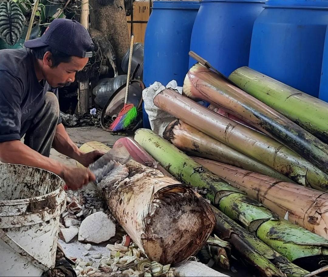 6 Kegunaan Batang Pisang untuk Kolam Ikan Lele, Salah Satunya Bisa Menekan Pertumbuhan Alga