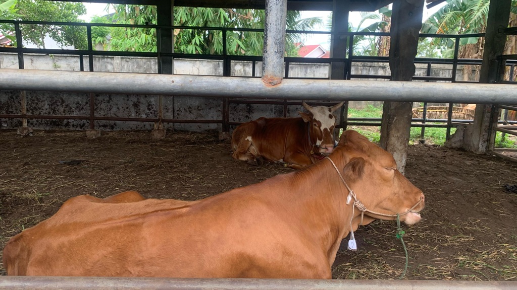 Krisis Vaksin, Ngorok Serang 1.898 Ekor Sapi di Bengkulu