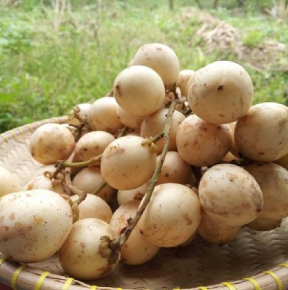 Buah Langsat Cocok untuk yang Sedang Diet, Kaya akan Serat, Bisa Bantu Turunkan Demam 