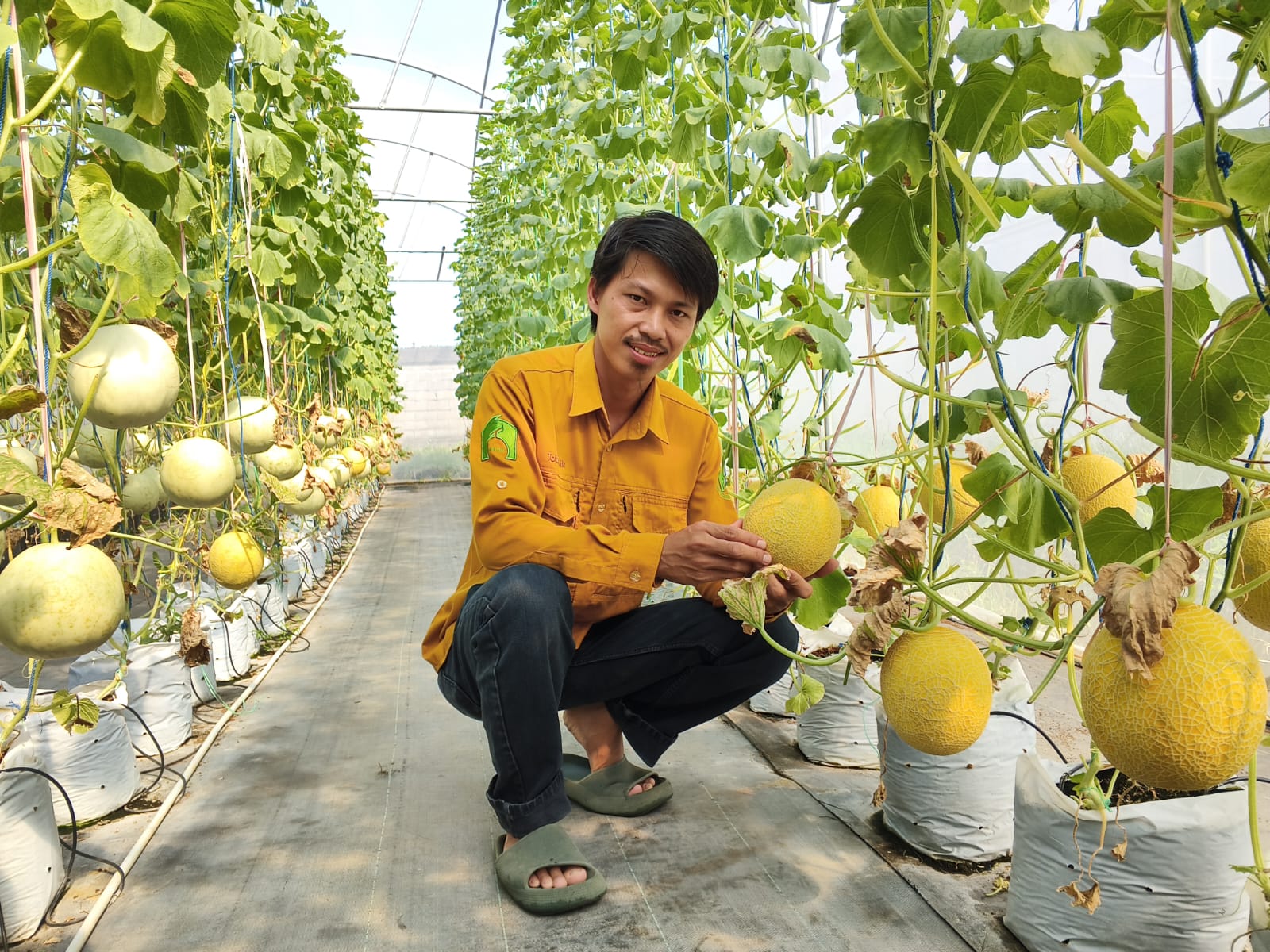Kisah Sukses Petani Muda Bengkulu, Yusuf Kurniawan Ciptakan Melon Premium 'Ikona Melon' Bermotif Rafflesia