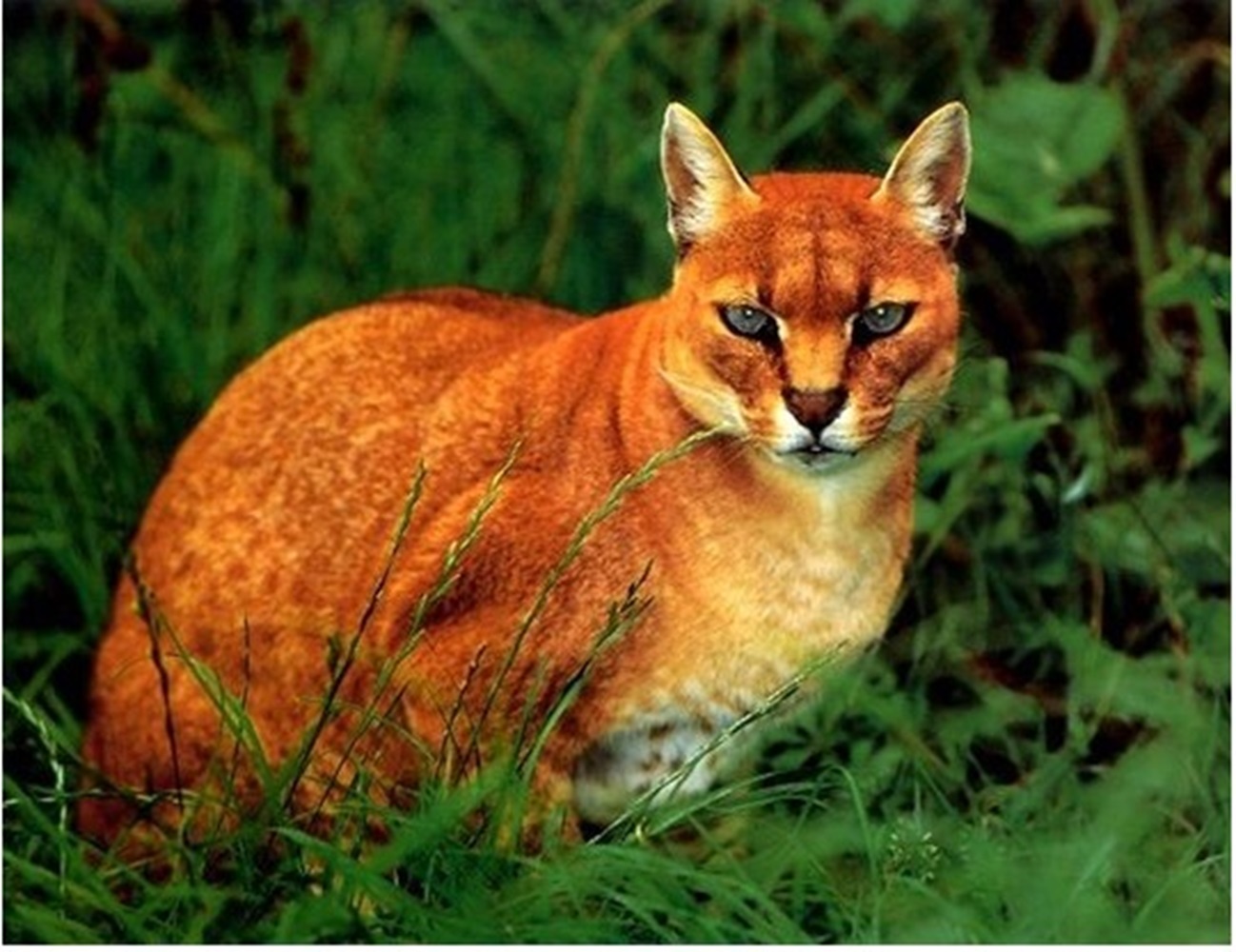 Kucing Emas Asia yang Hampir Punah, Akibat Tekanan Pemburu dan Kehilangan Habitat, Ditemukan di Sumatera