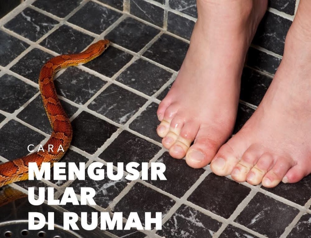 7 Tips Ampuh Usir Hewan Pengganggu di Rumah, Termasuk Ular