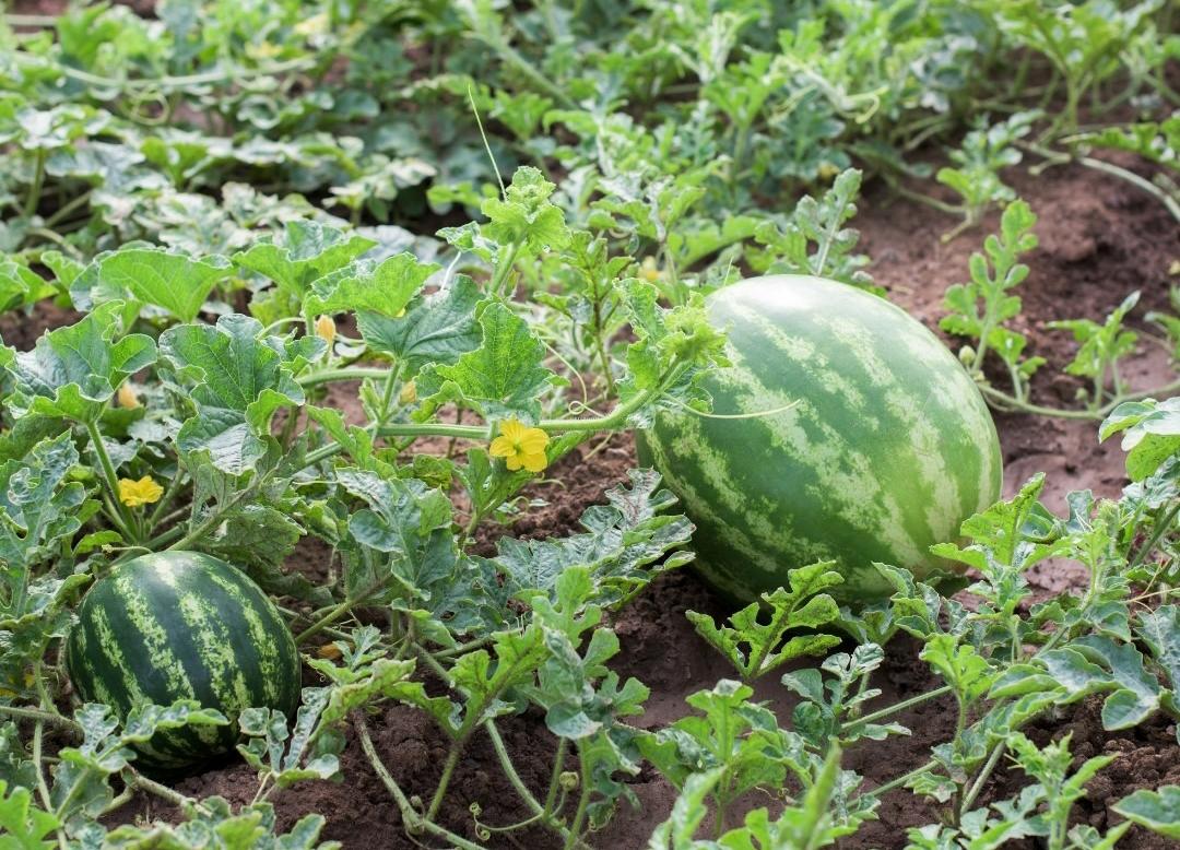 11 Cara Budidaya Buah Semangka untuk Hasil Buah Berkualitas