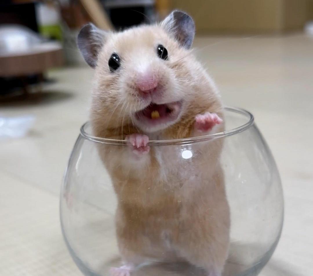 6 Cara Merawat Hamster untuk Pemula, Dimulai dari Persiapan Kandang