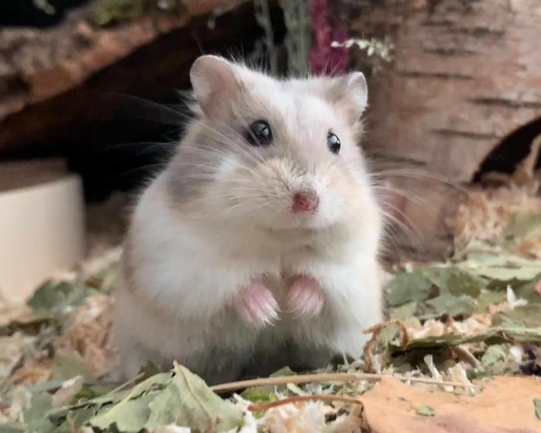 Mengenal Lebih Dekat Karakteristik Hamsters Sebagai Hewan Peliharaan Nan Lucu dan Menggemaskan