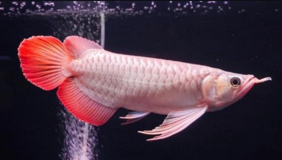 Mengenal Ikan Arwana yang Punya Warna Cantik dan Berkilau, Begini Cara Merawatnya