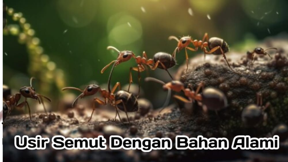 Cukup dengan 4 Bahan Ini, Tips Usir Semut dengan Cara Alami di Rumah